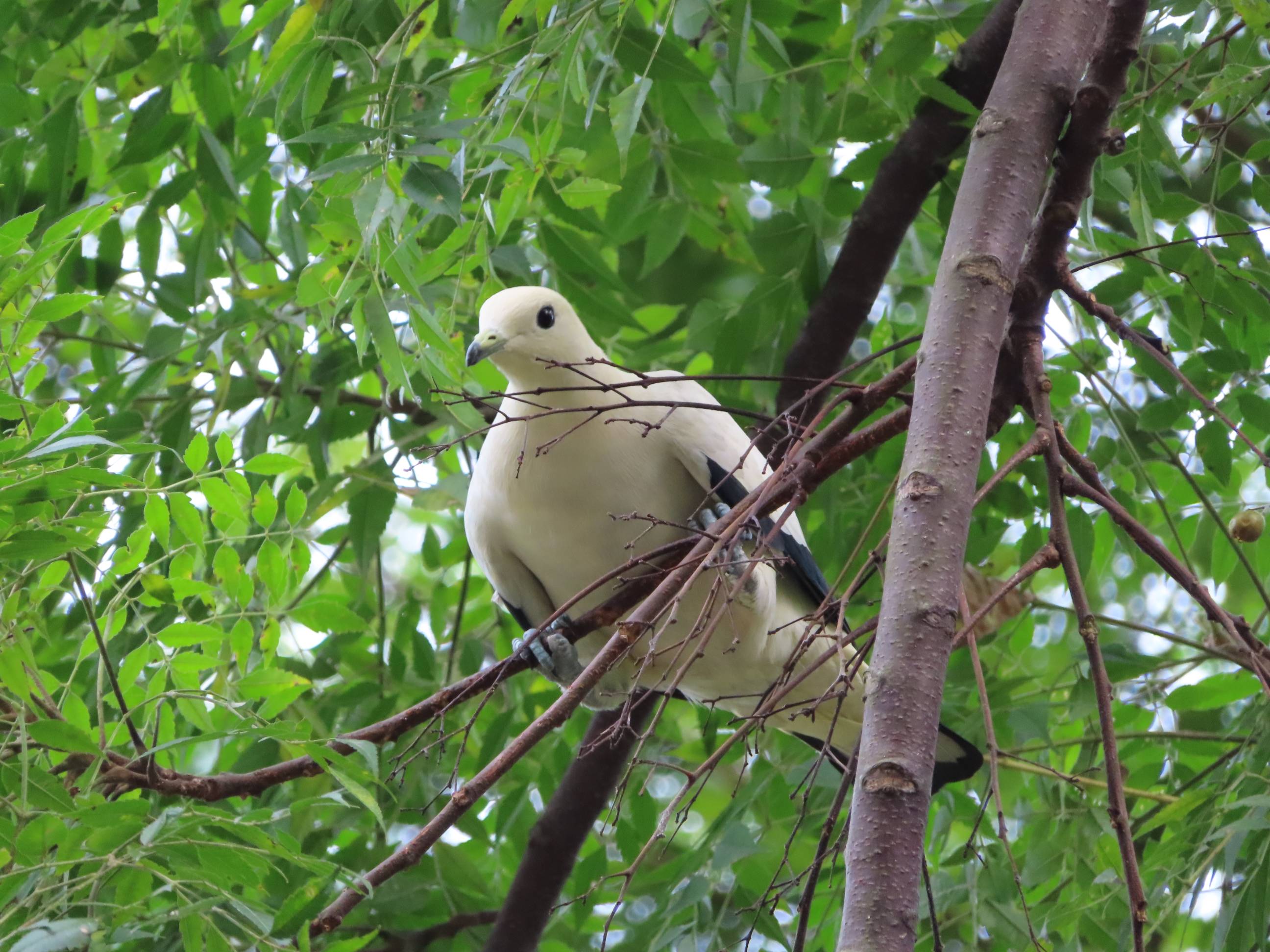 Pied imperial pidgeon