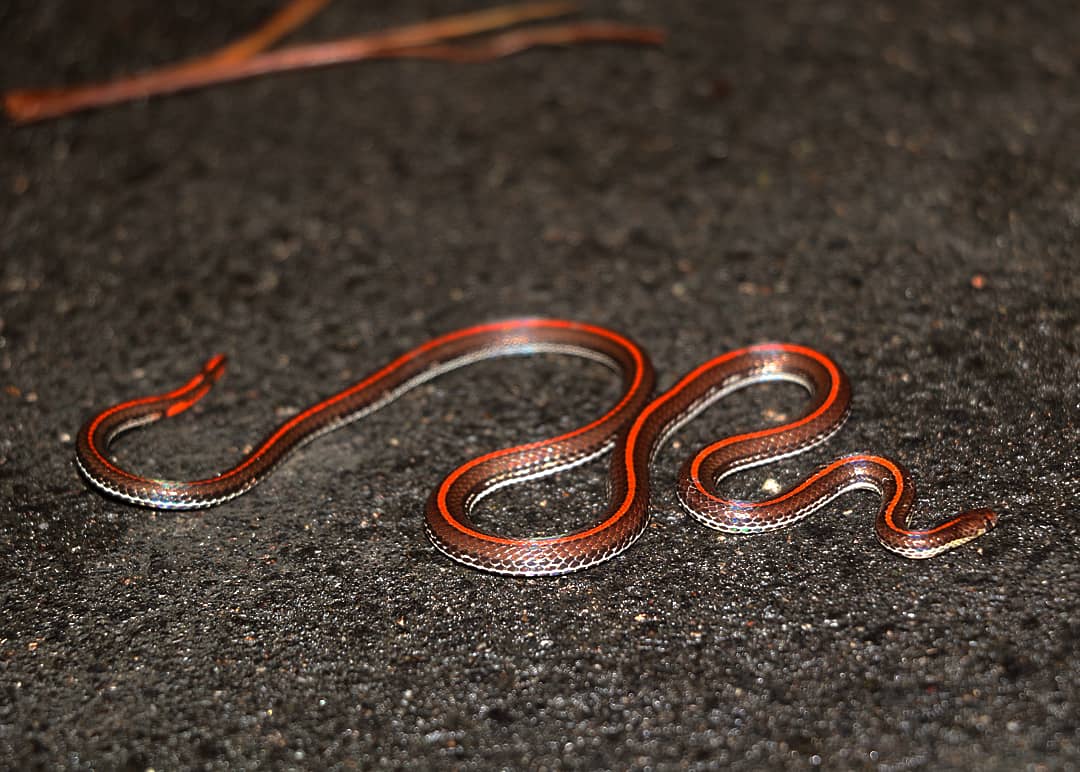 Banded malayan coral snake