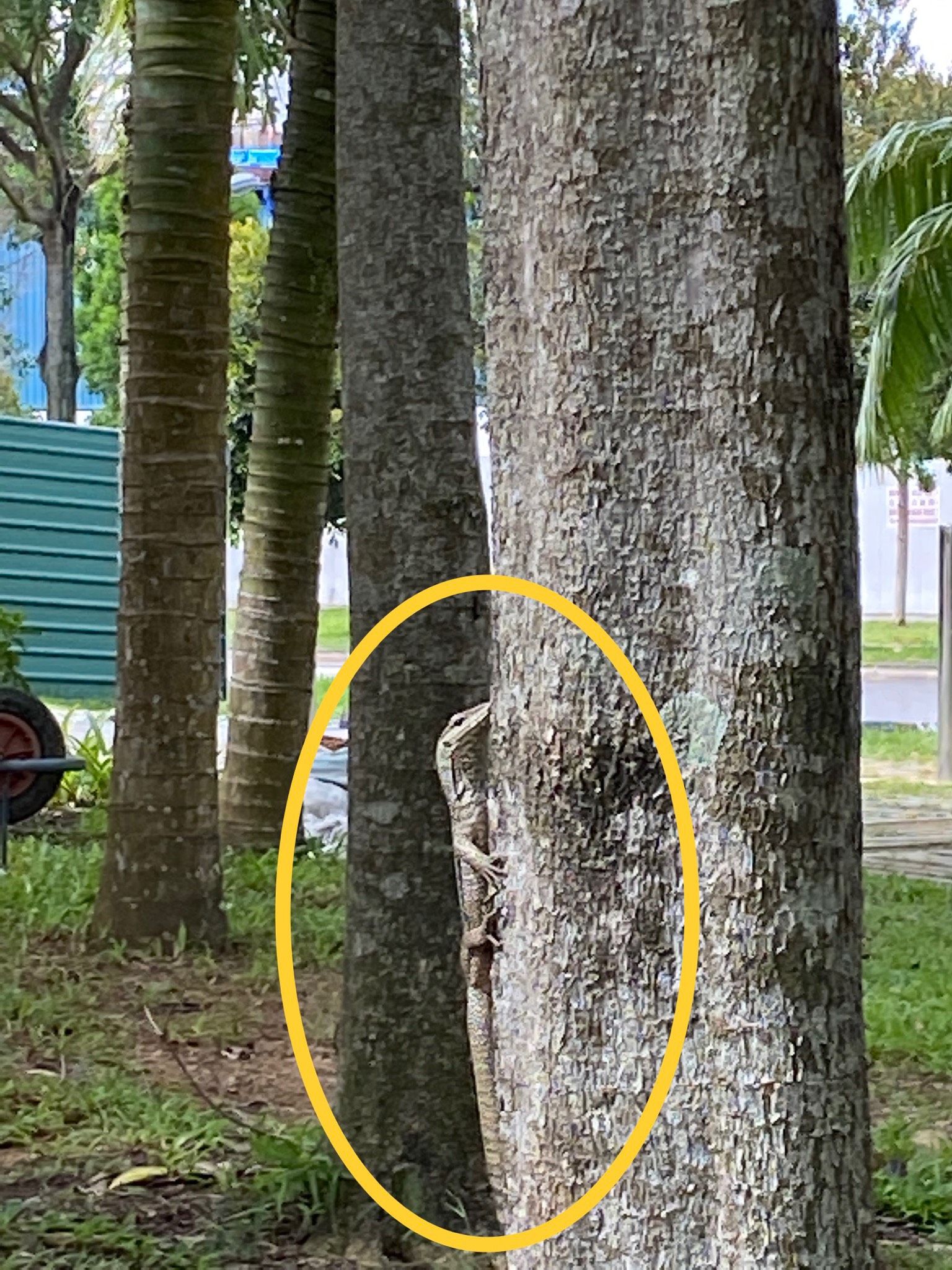 Clouded monitor