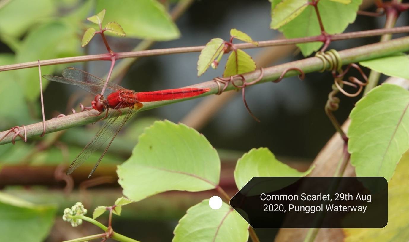 Common scarlet dragonfly 