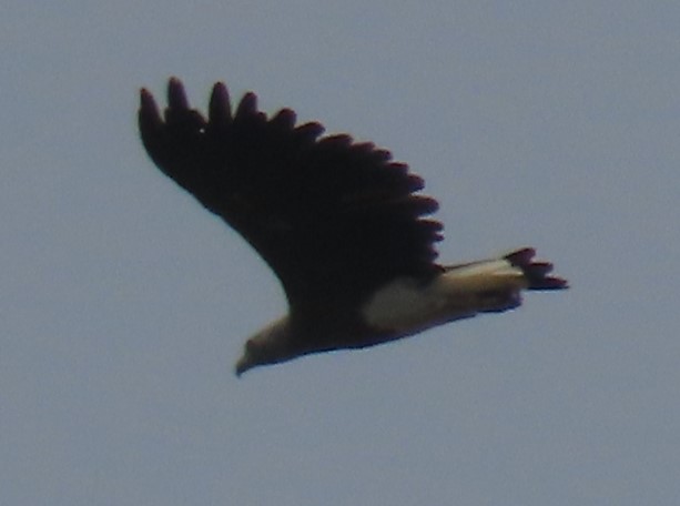 Grey-headed fish eagle
