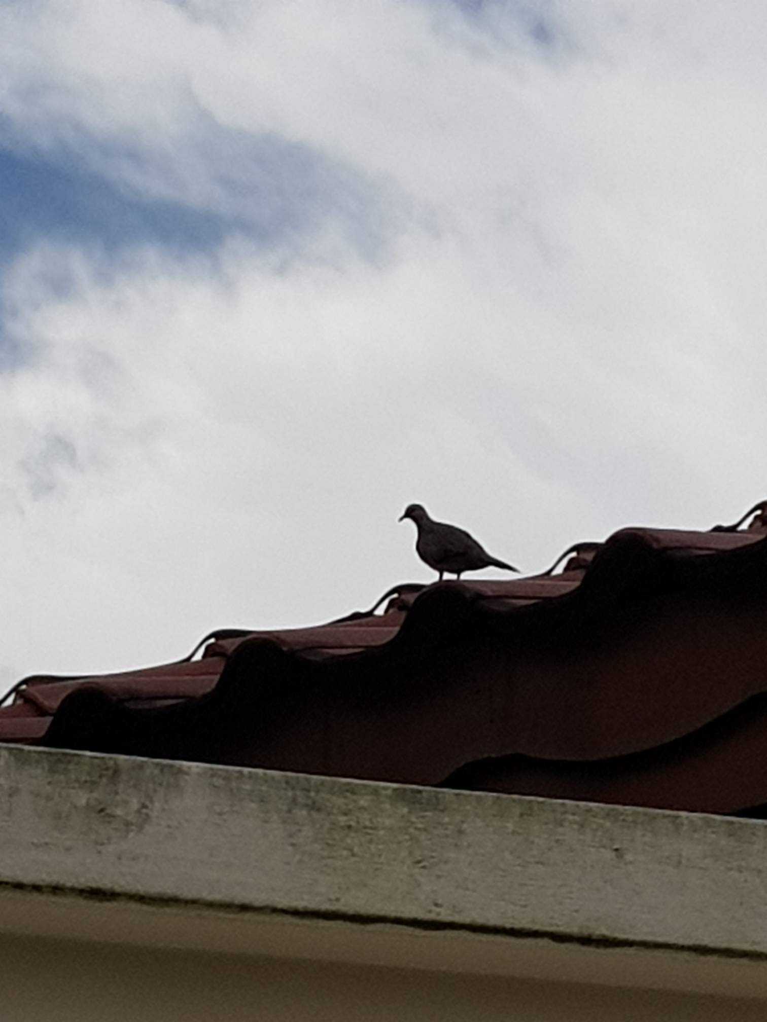 Zebra dove