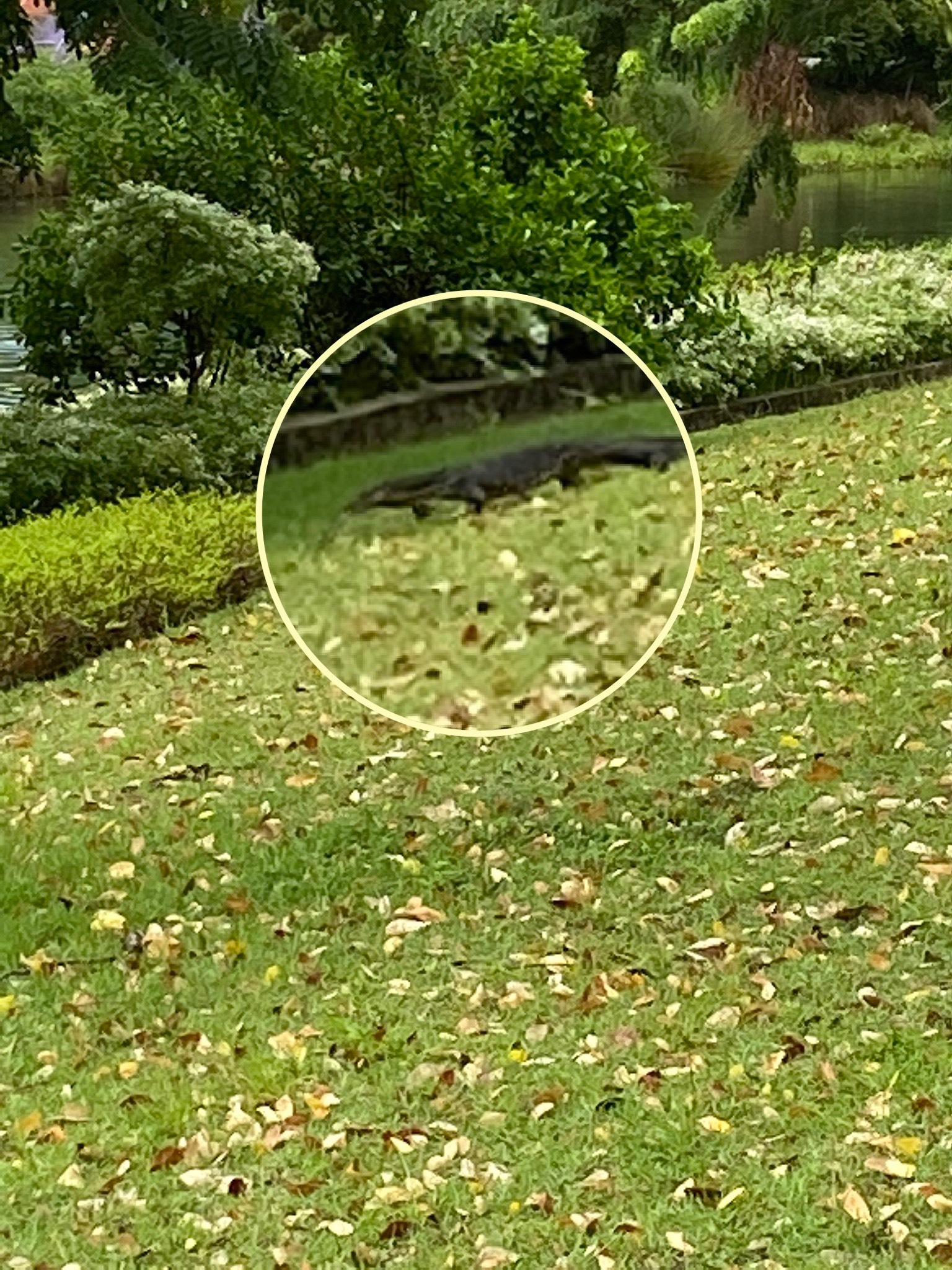 Malayan water monitor lizard