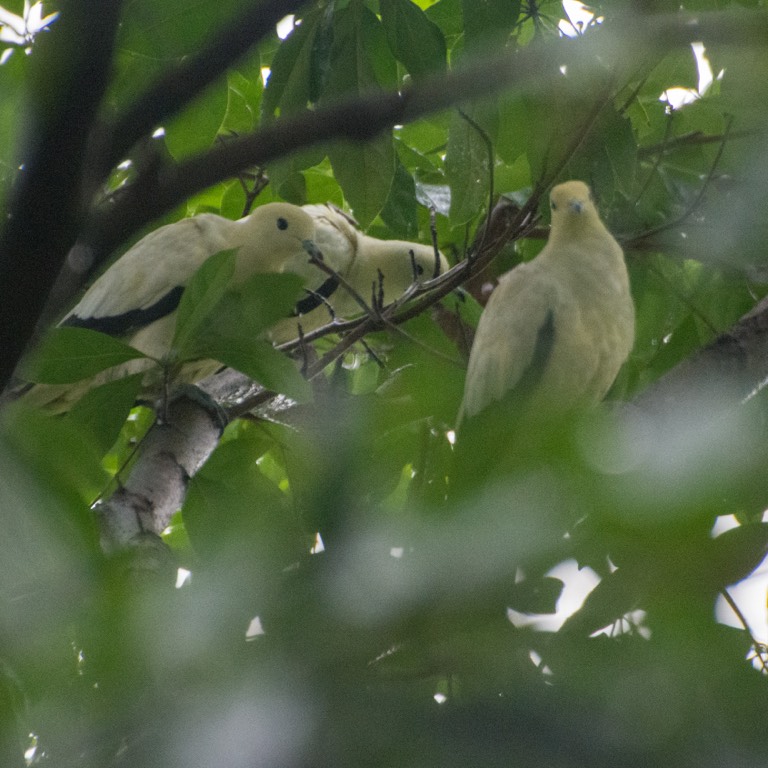 Pied imperial pigeon 