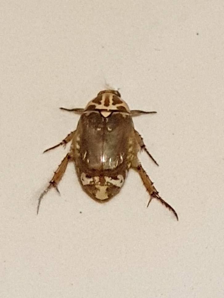 Beetle?