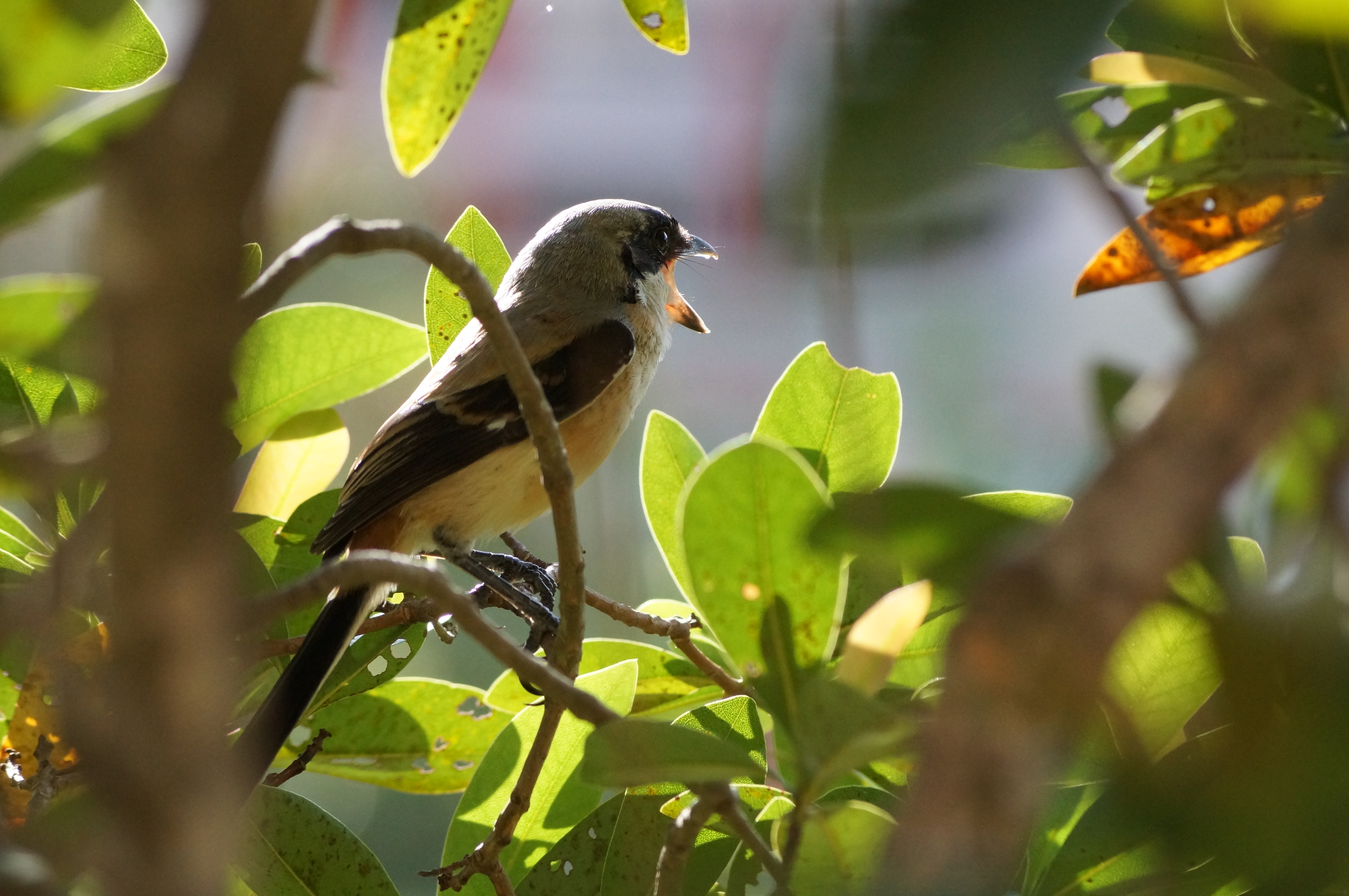 Long-tailed shrike
