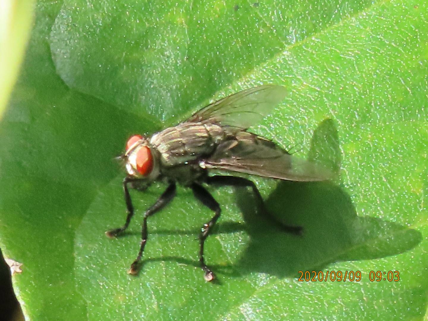 Bee