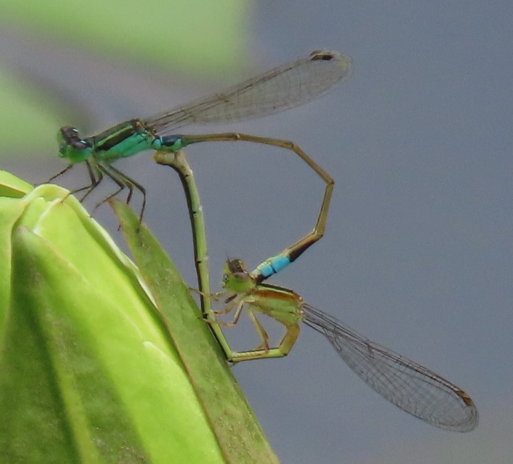 Common bluetail