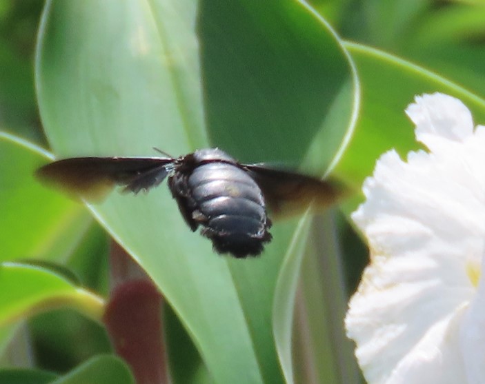 Broad-footed carpenter bee