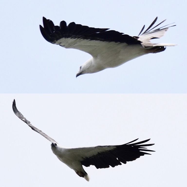 白腹海雕 white-bellied sea eagle（学名：haliaeetus leucogaster）