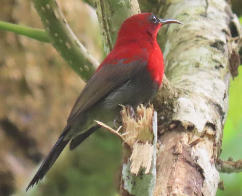 Crimson sunbird