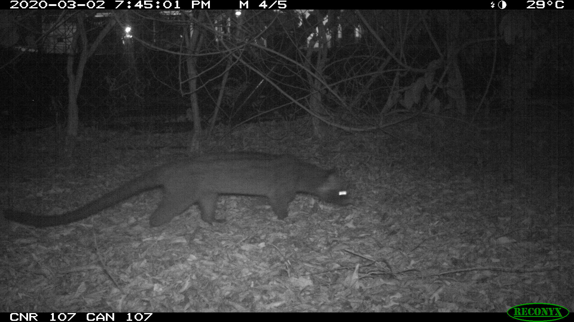 Common palm civet