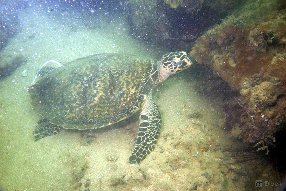 Hawksbill turtle