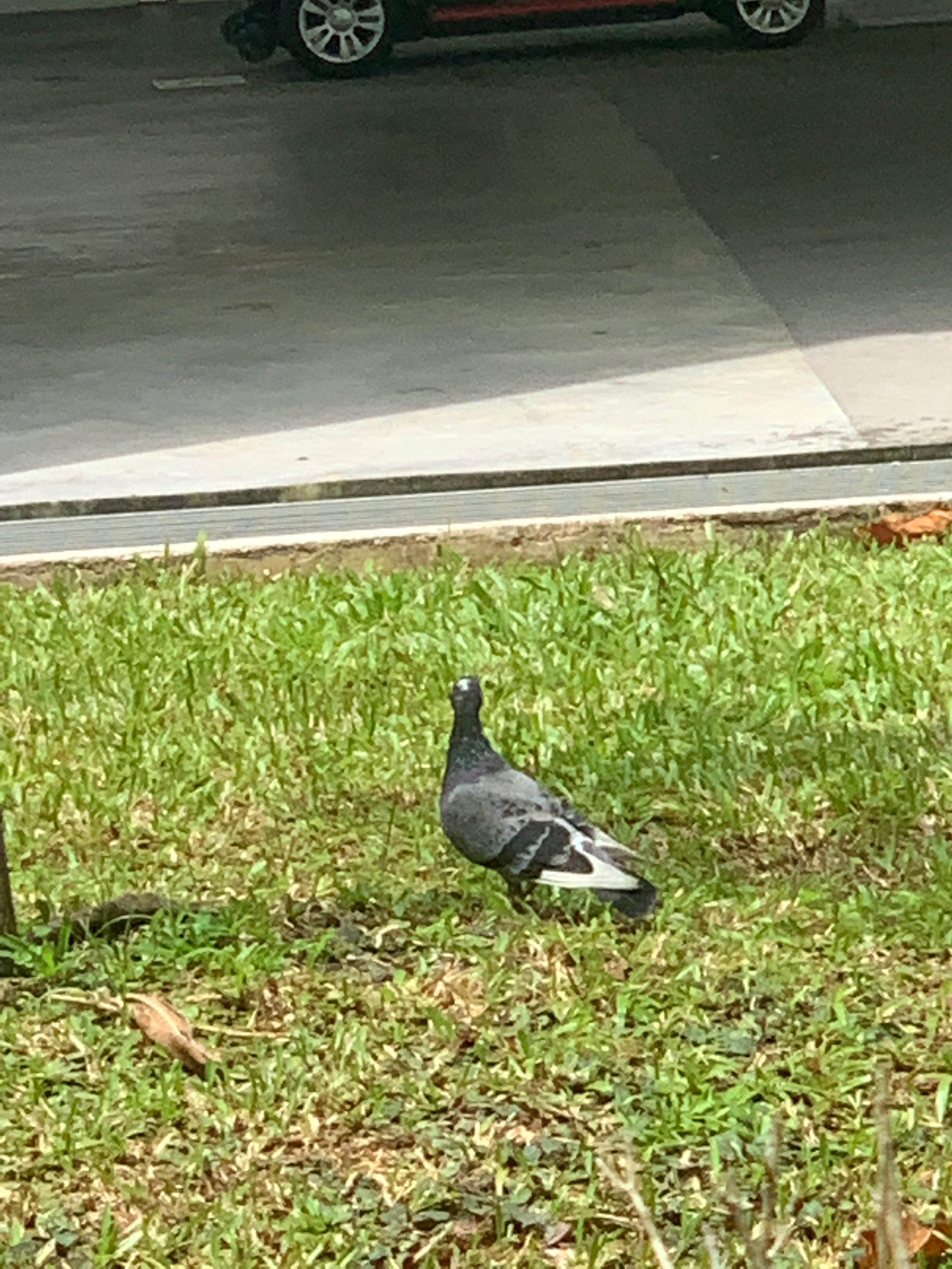 Rock dove