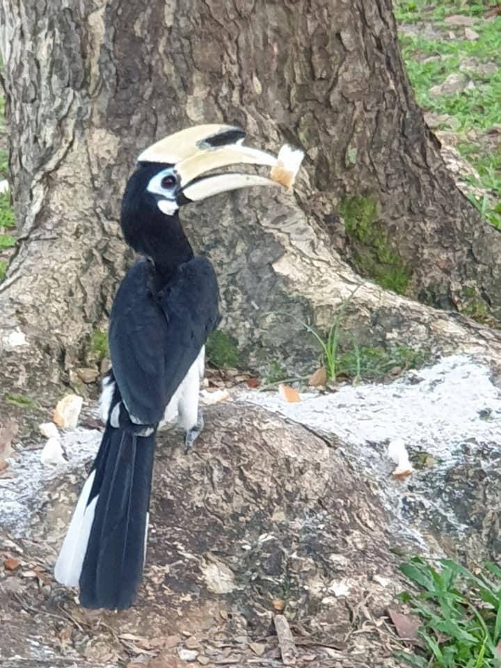 Hornbill 