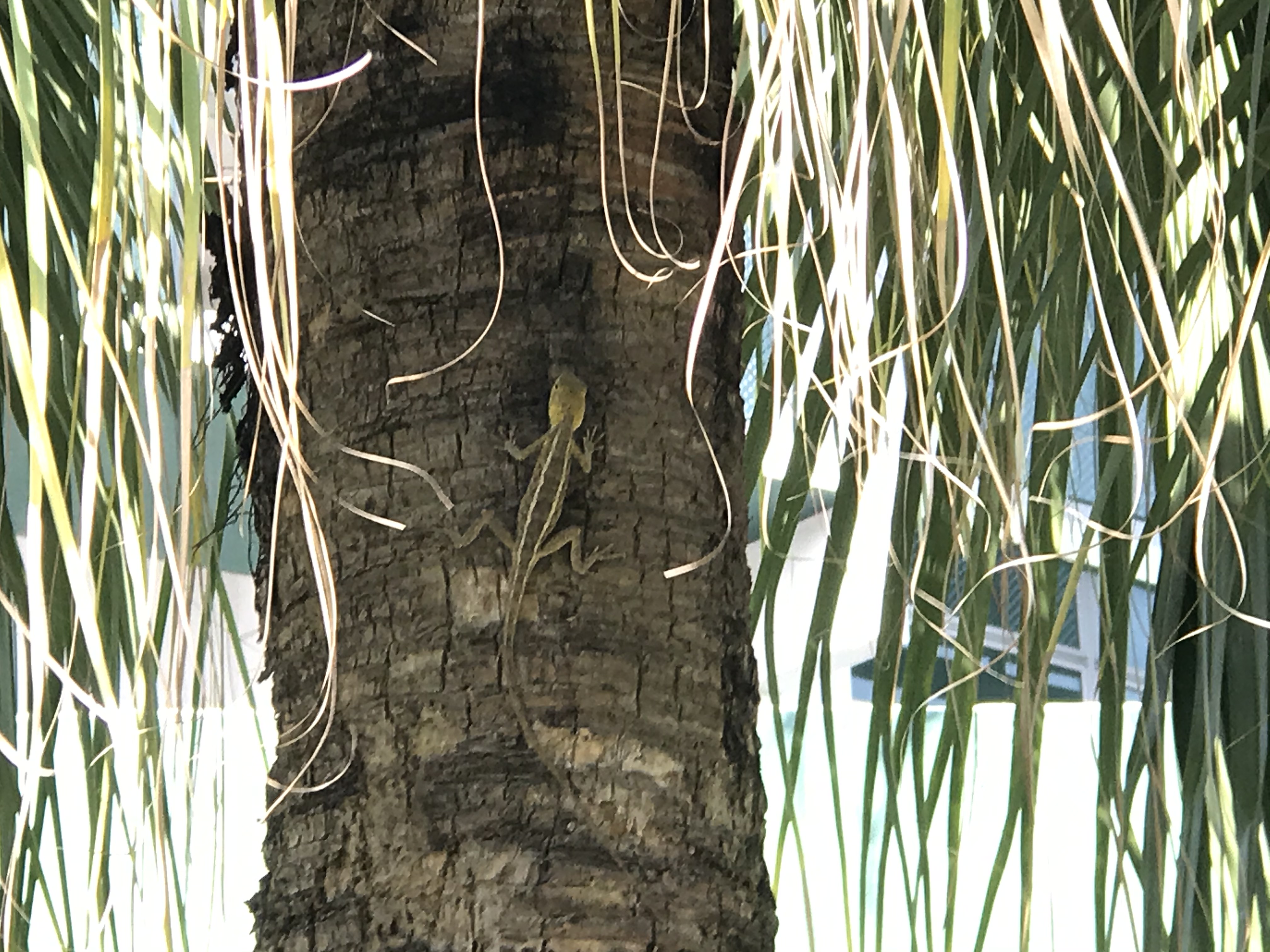 Oriental garden lizard