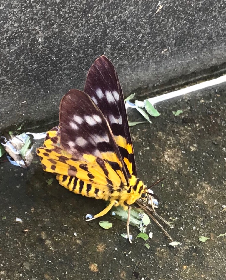 False tiger moth 