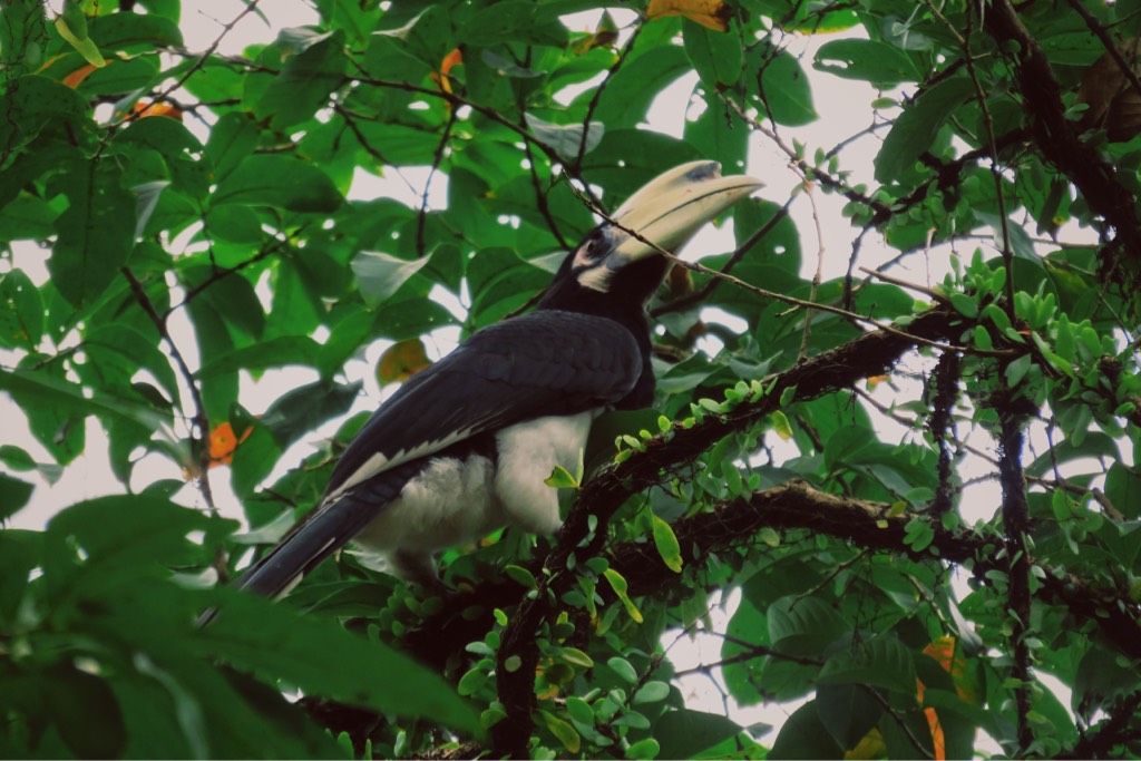 Oriental pied hornbill   