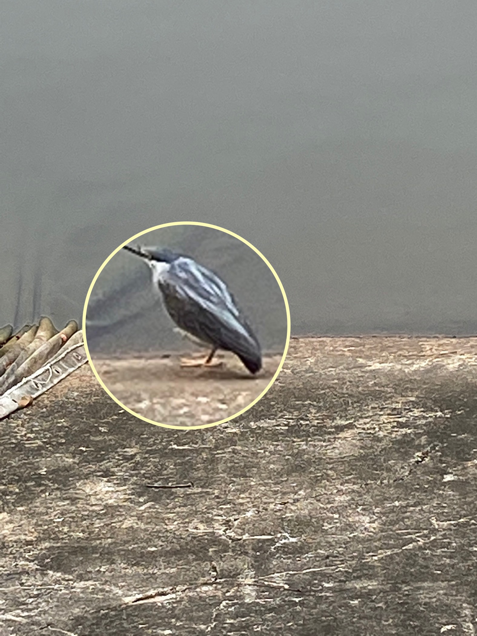 Straited heron