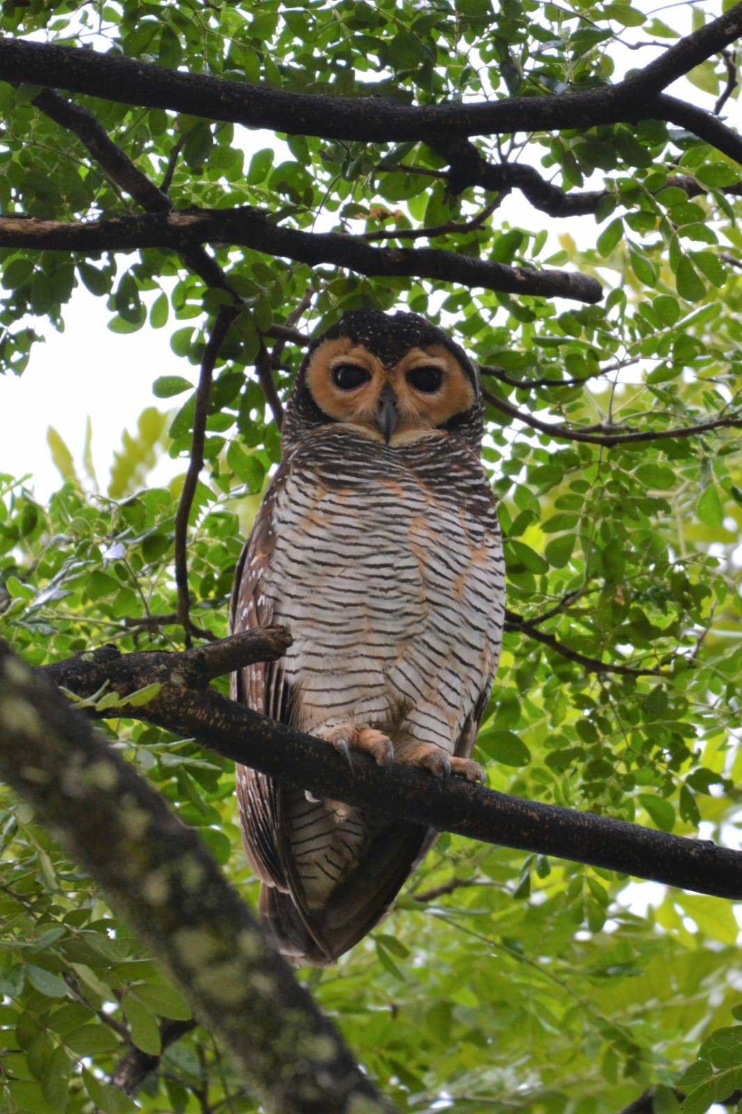 Spotted wood owl   