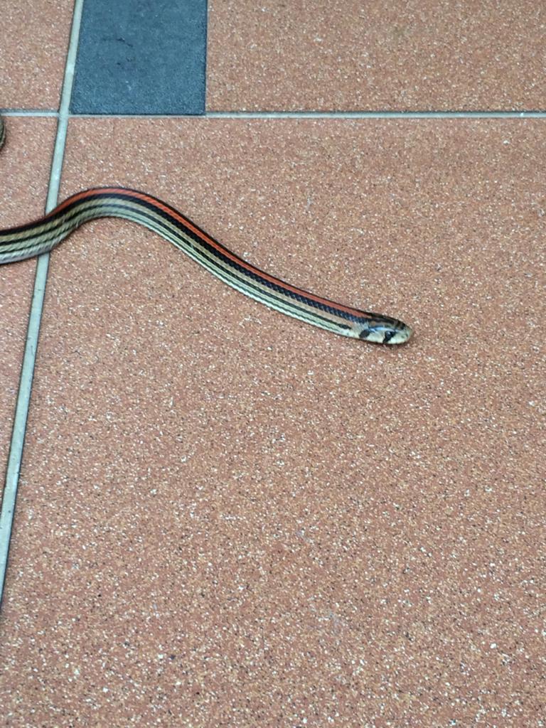 Striped kukri snake