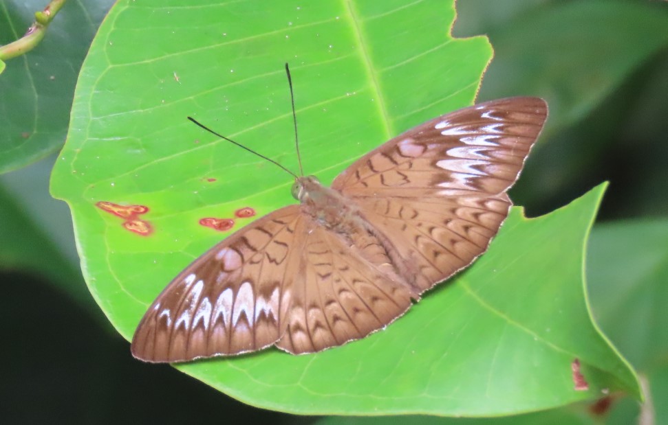 Malay viscount