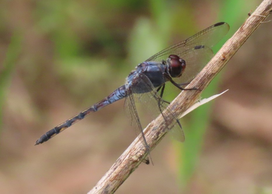 Common chaser