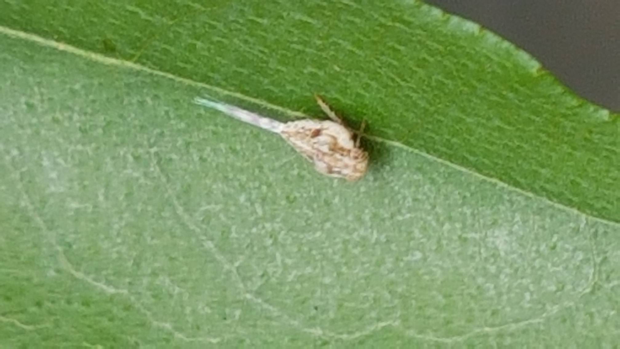 Unidentified