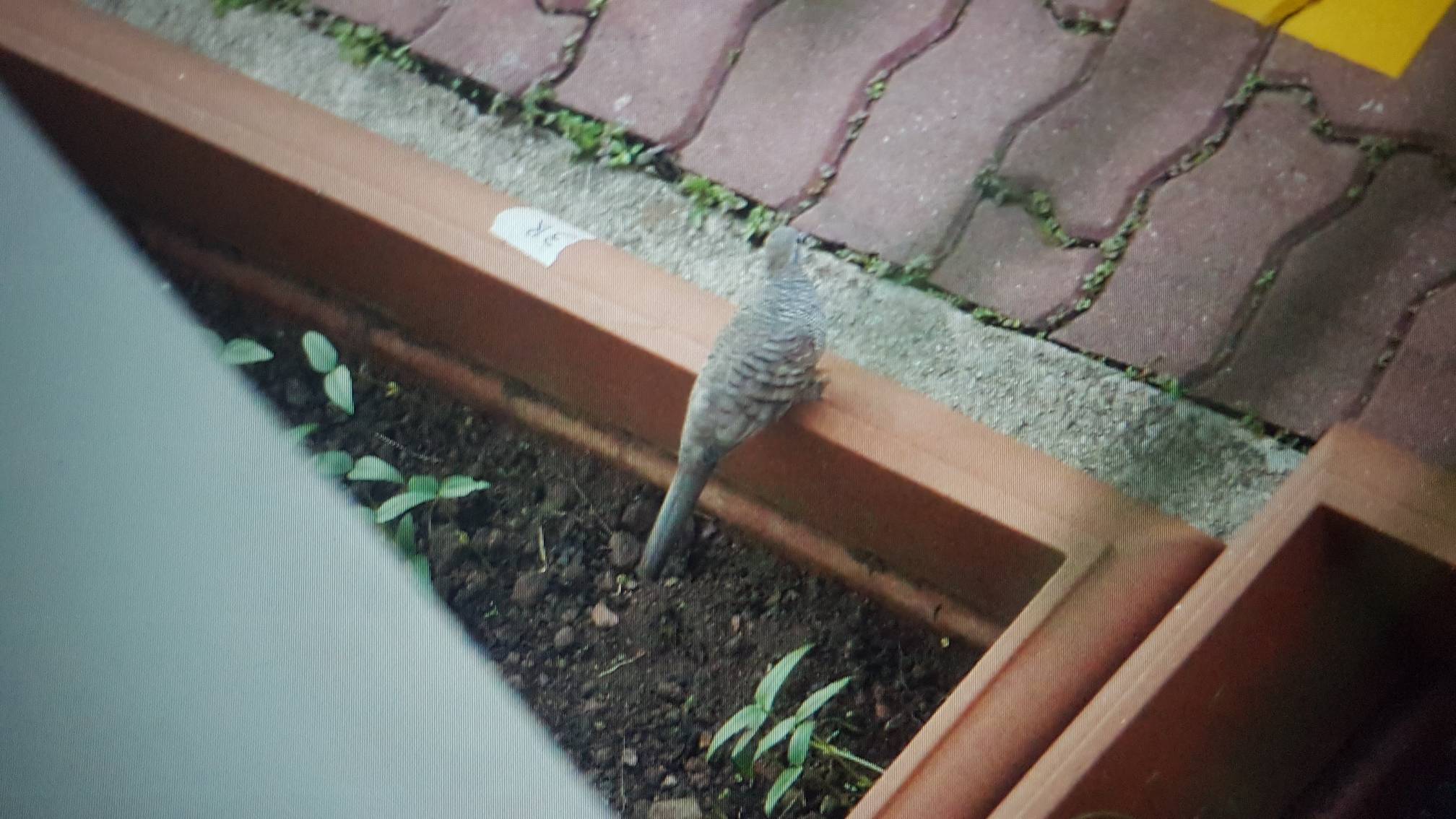 Zebra dove