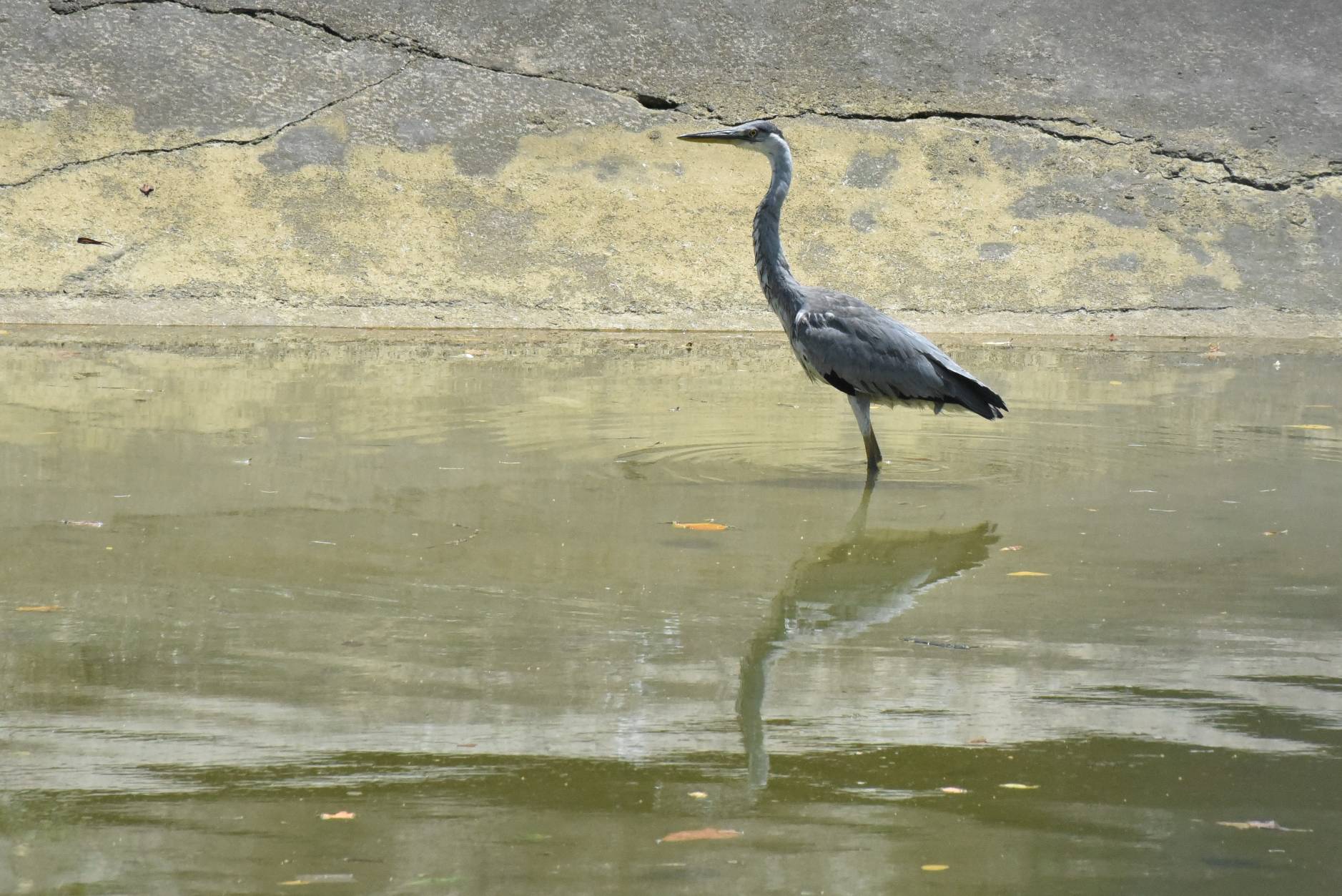 Grey heron