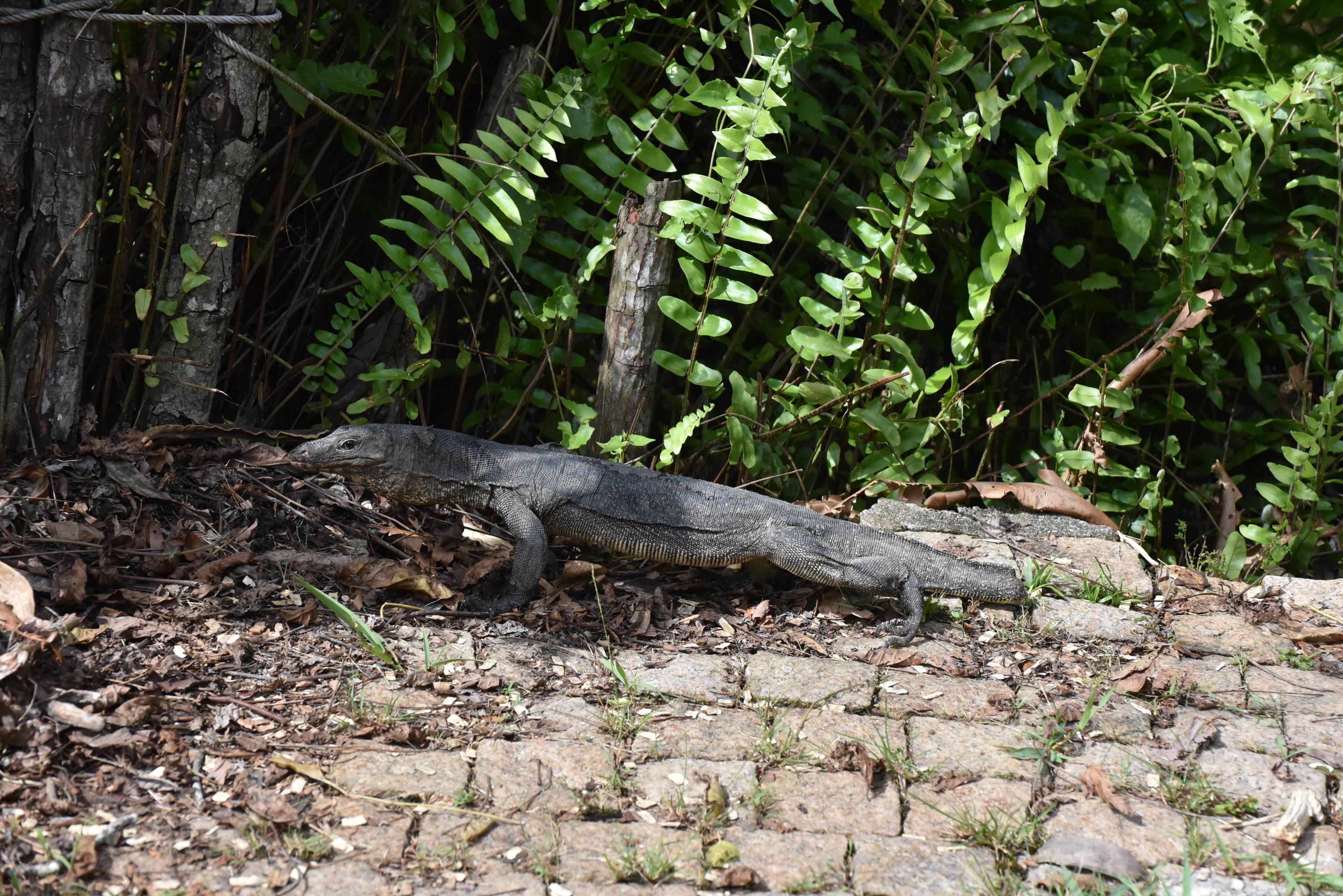 Malayan water monitor - Biodiversity and Environment Database System