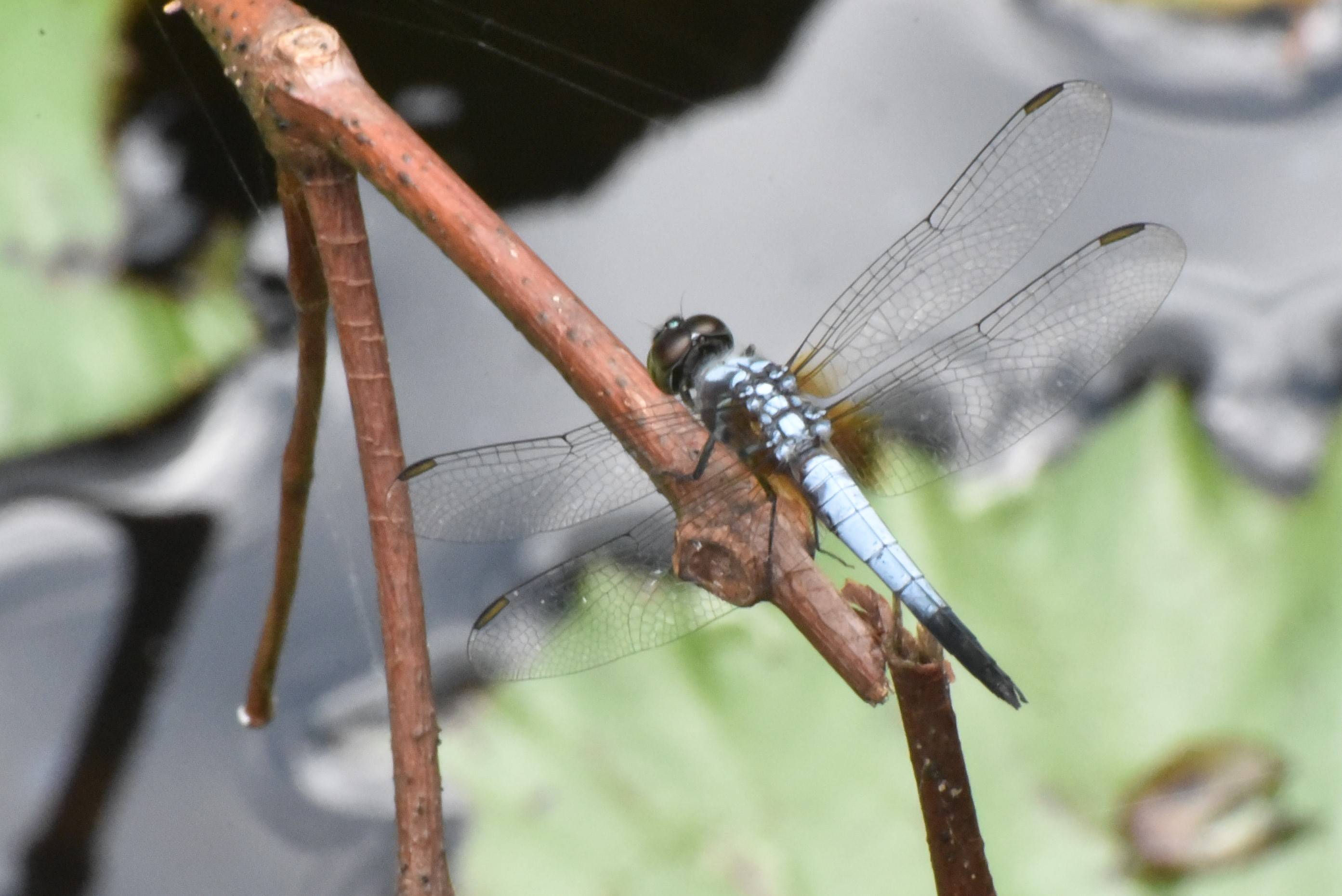 Blue dasher (m)