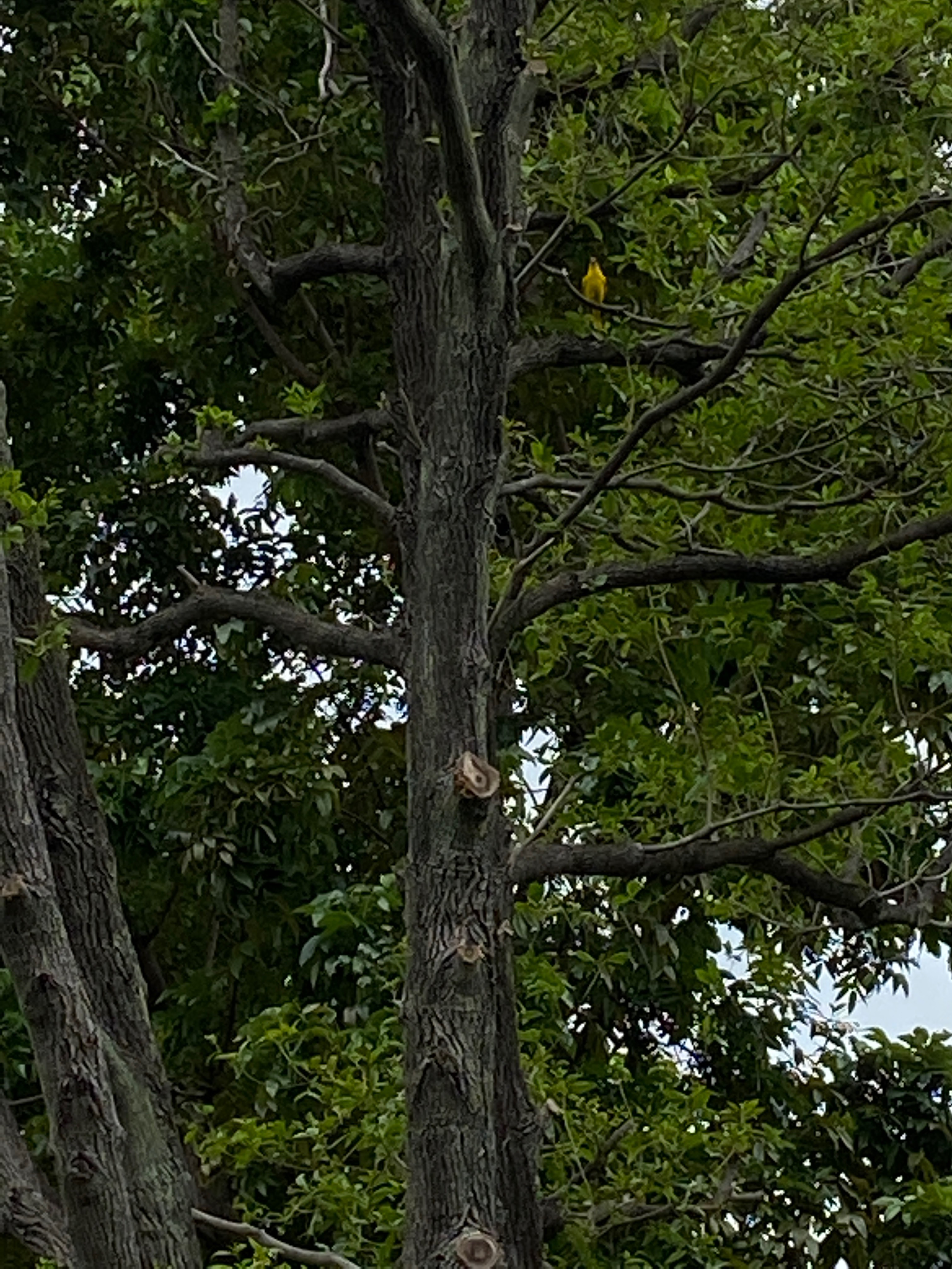 Black naped oriel