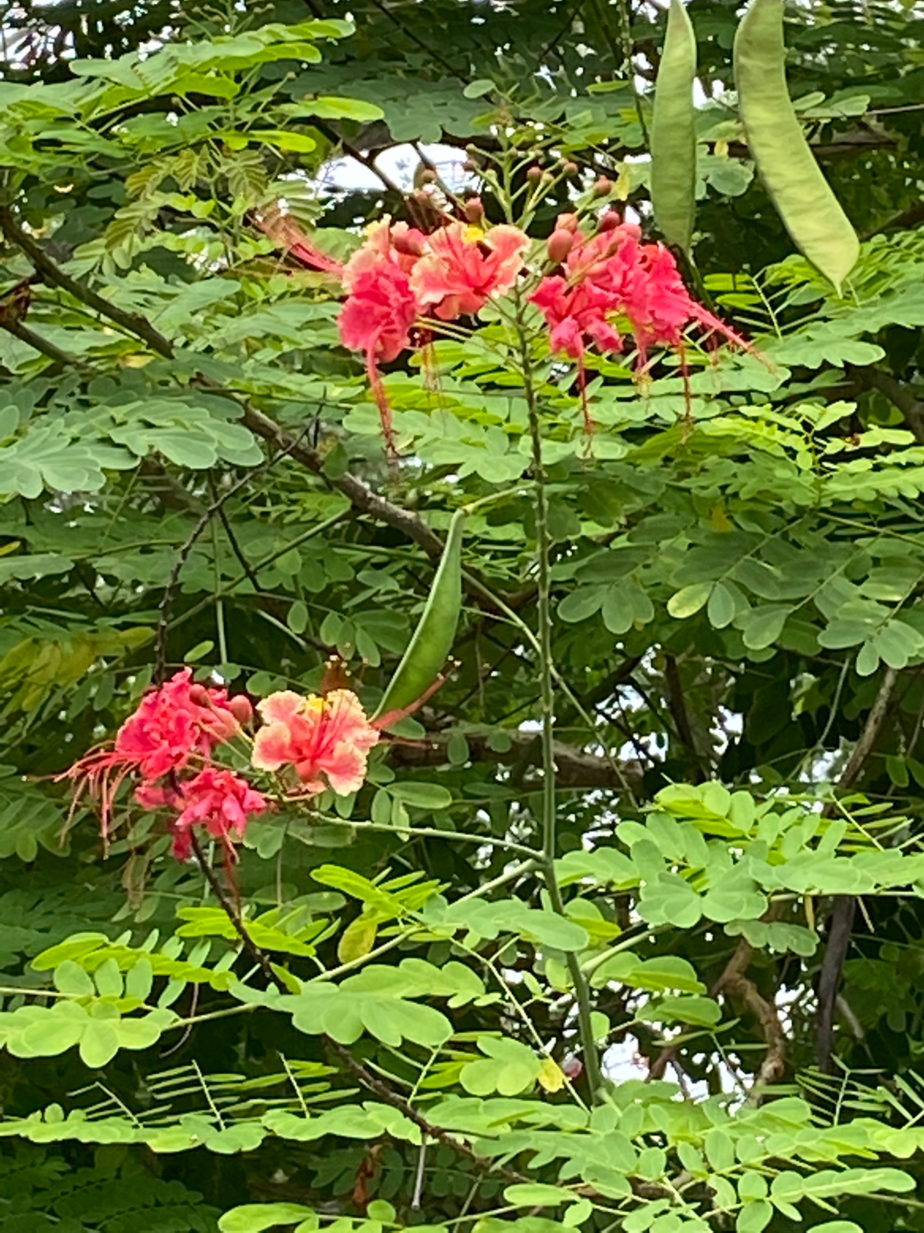 Peacock flowers