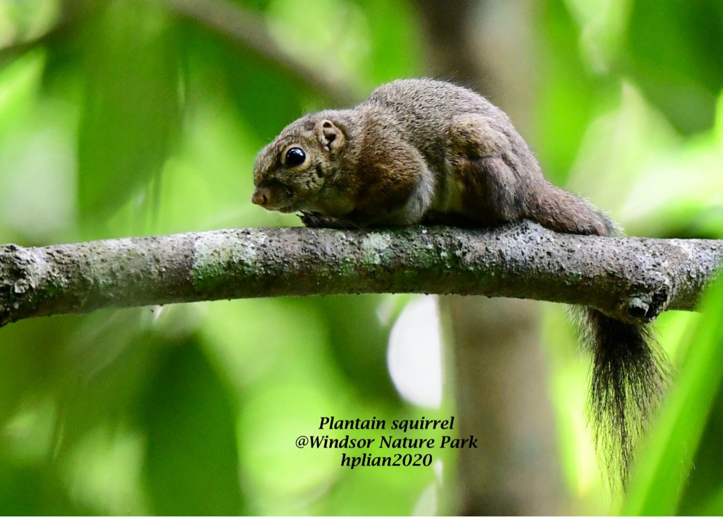 ?plantain squirrel 