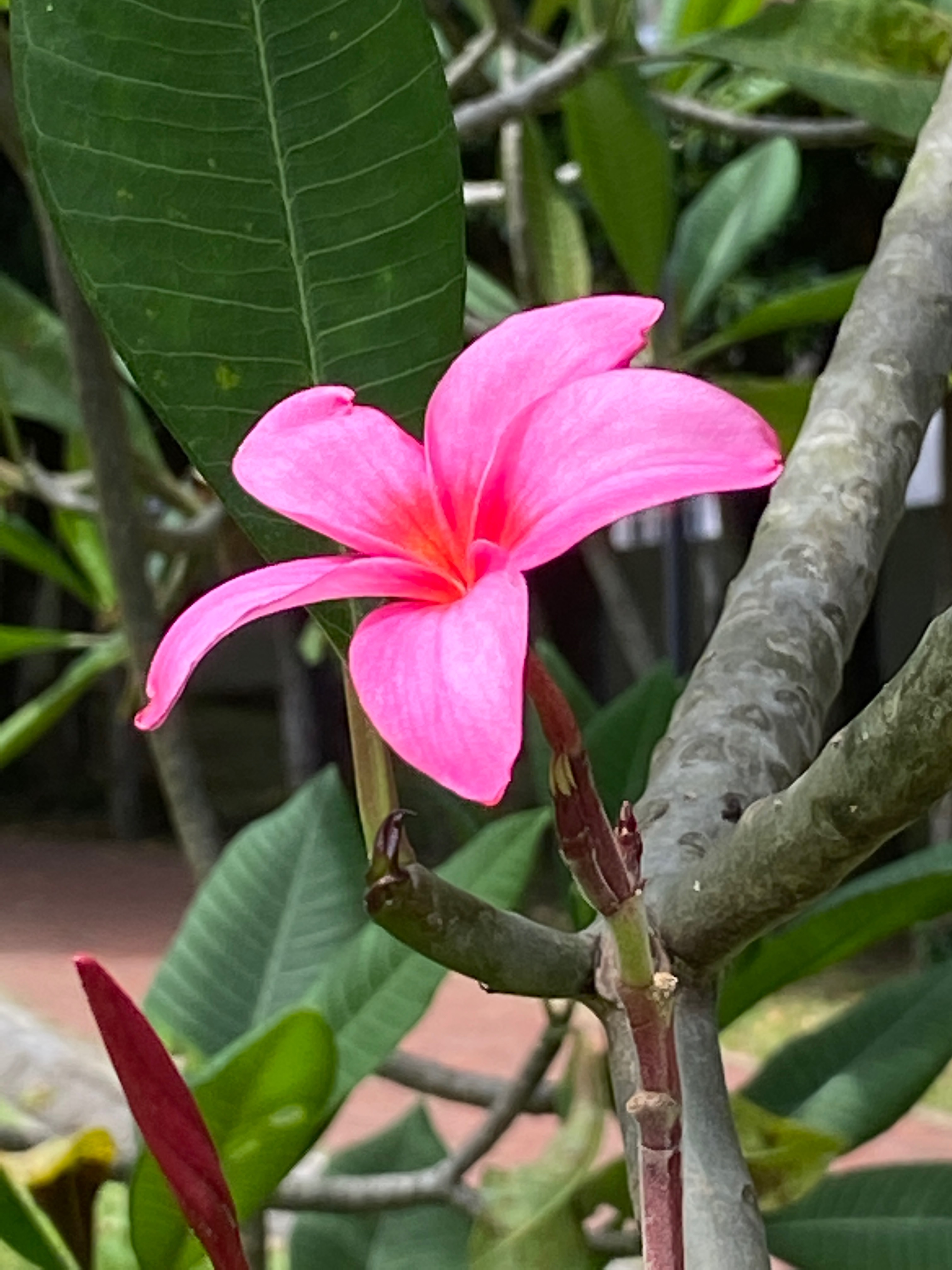 Mexican plumeria