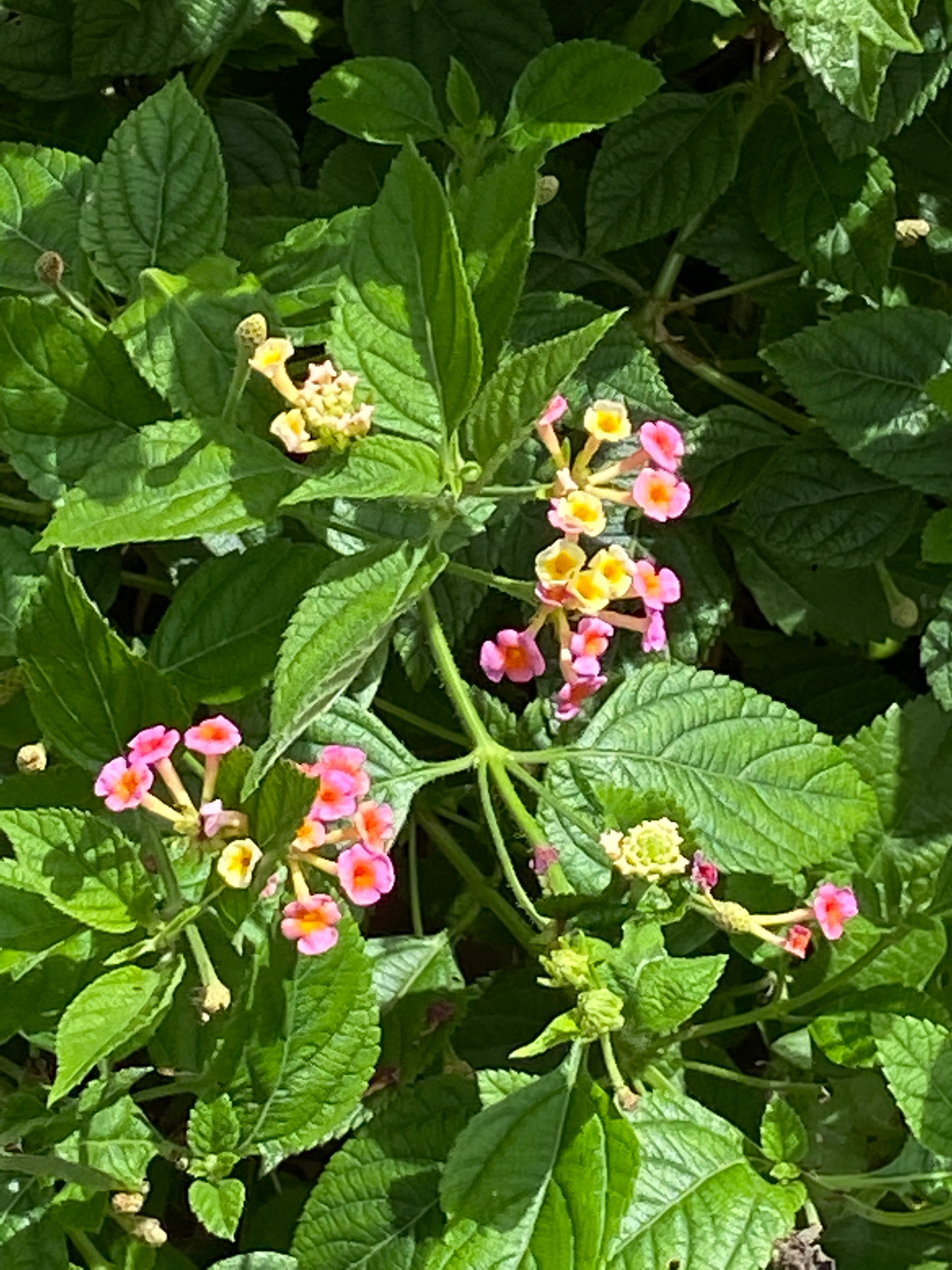 Common lantana