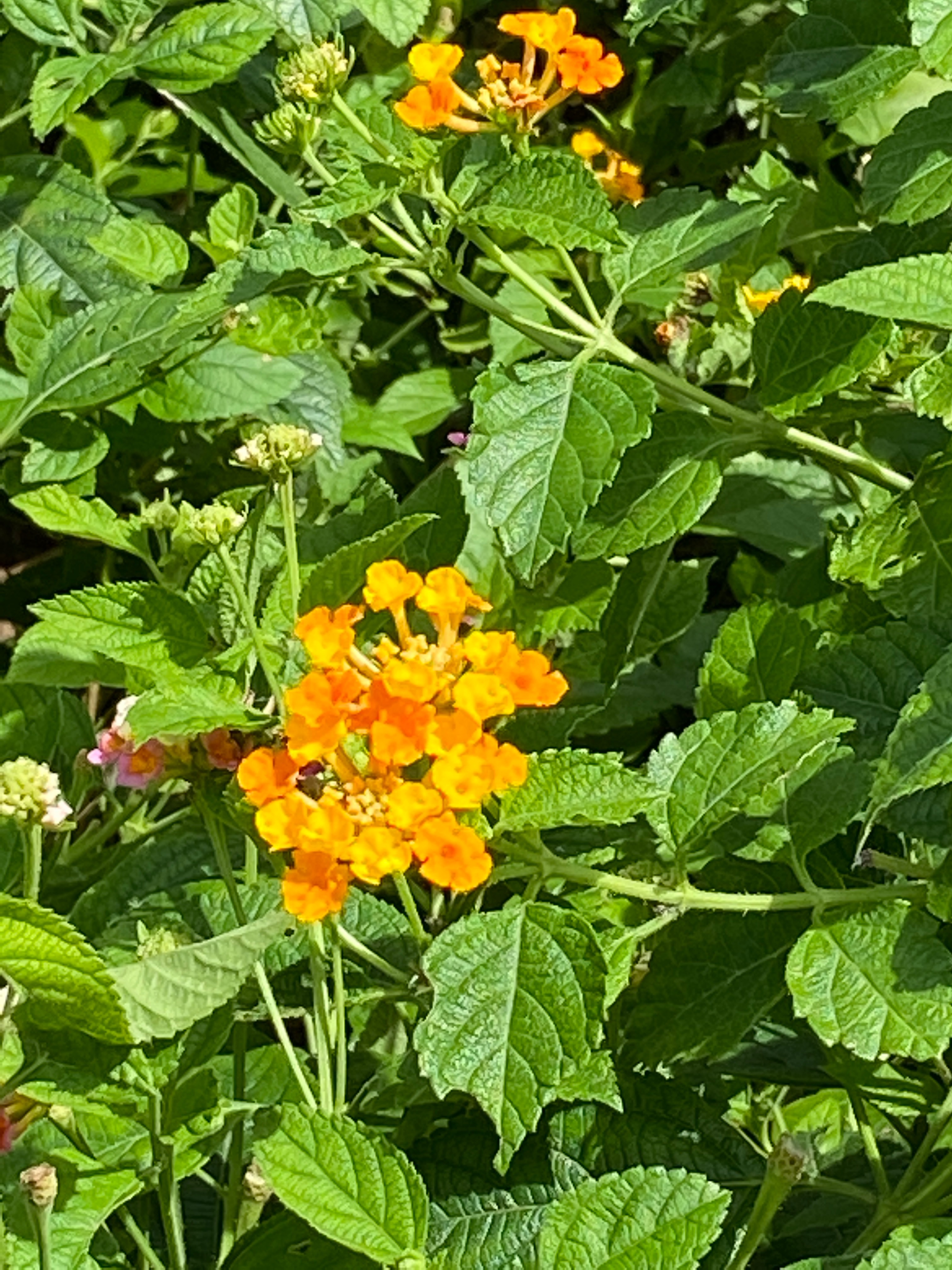 Lantana