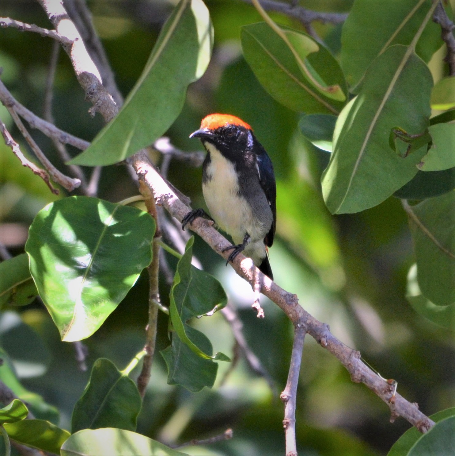 Scarlet-backed flowerpecker