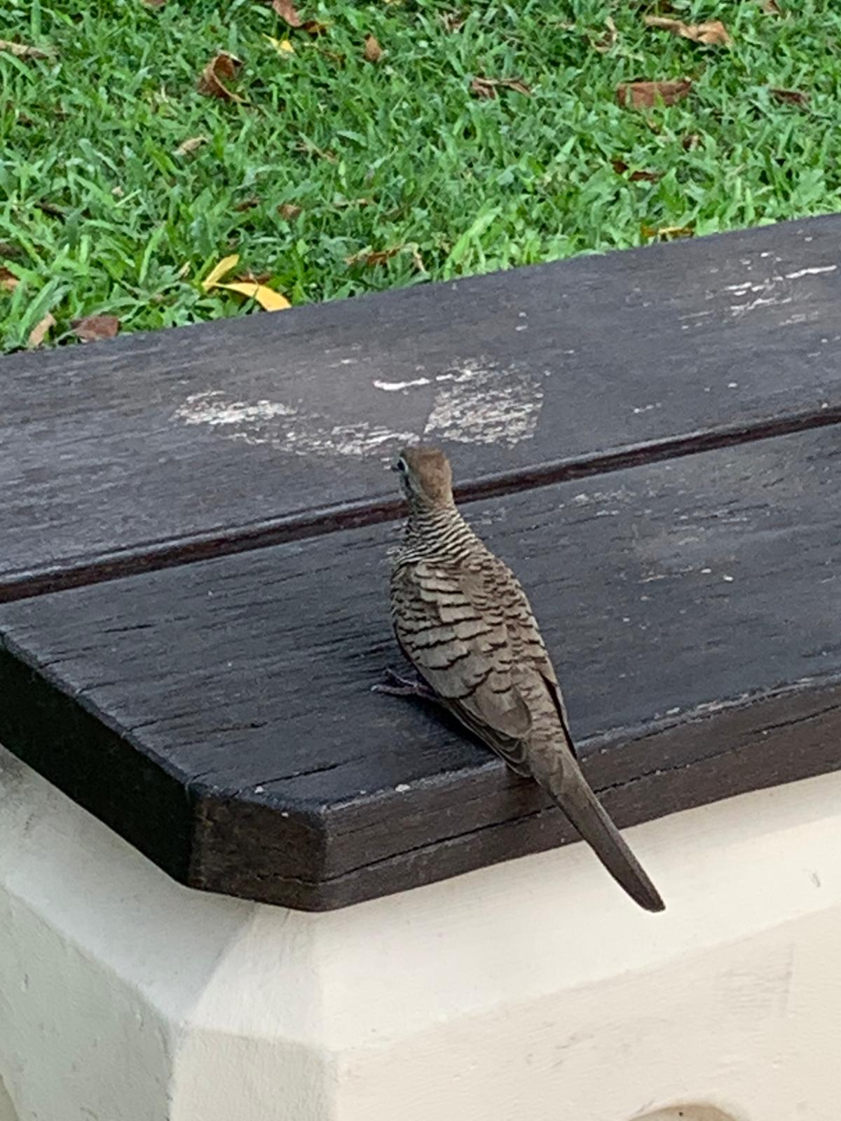 Zebra dove