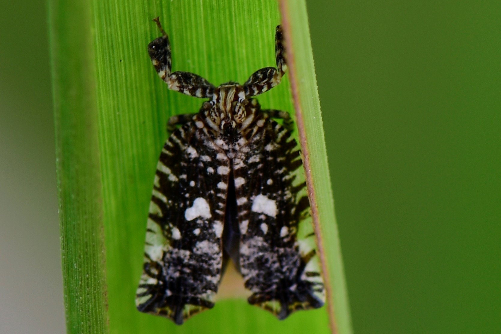 1cm rabbit-look moth? - Biodiversity and Environment Database System