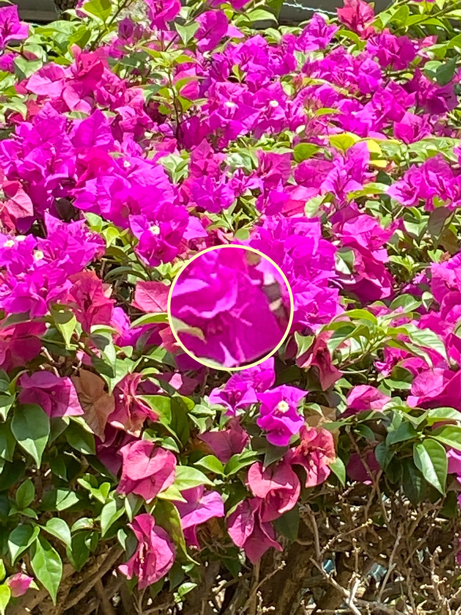 Bougainvillea