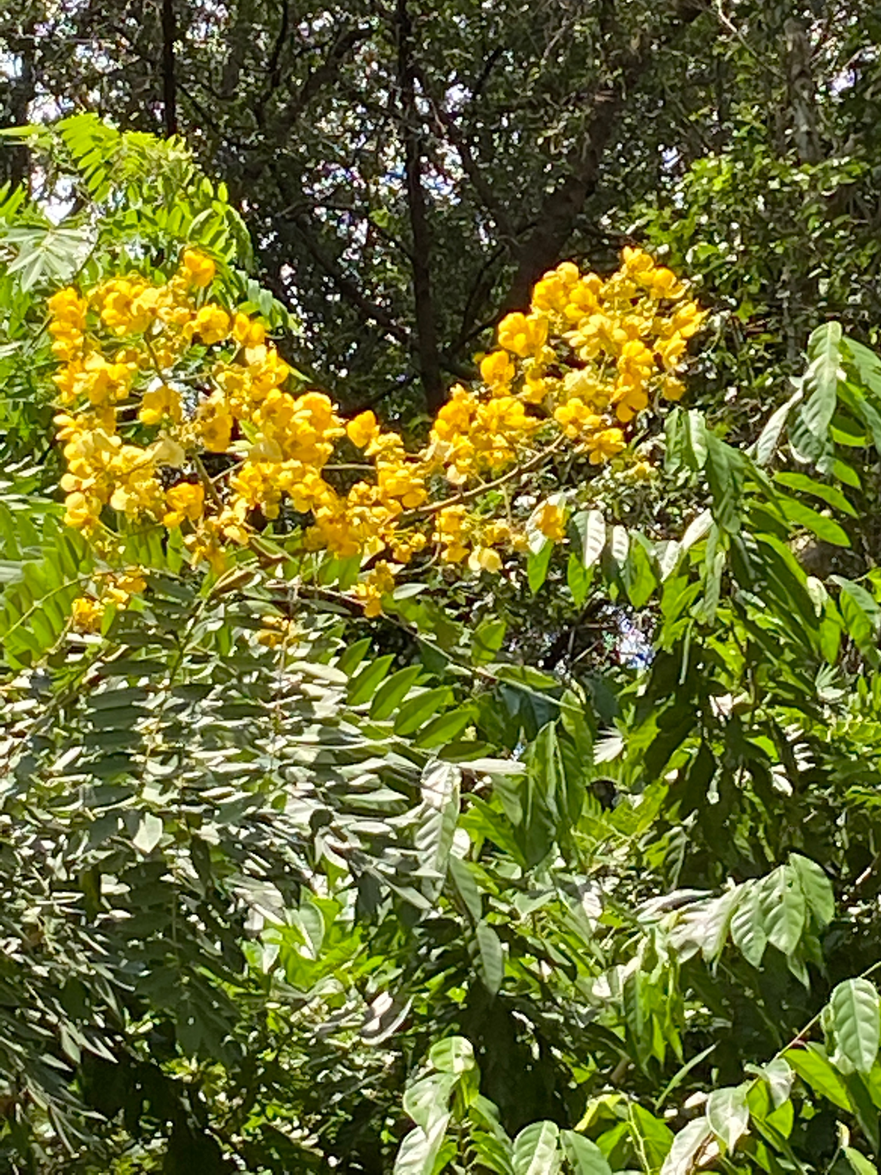 Golden raintree