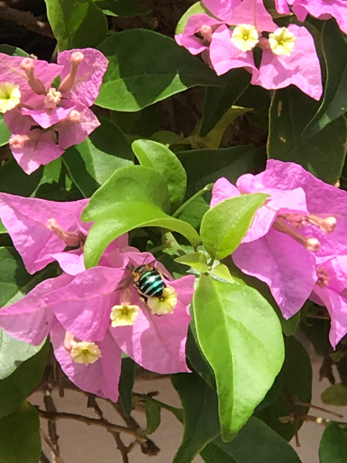 Blue banded digger bee