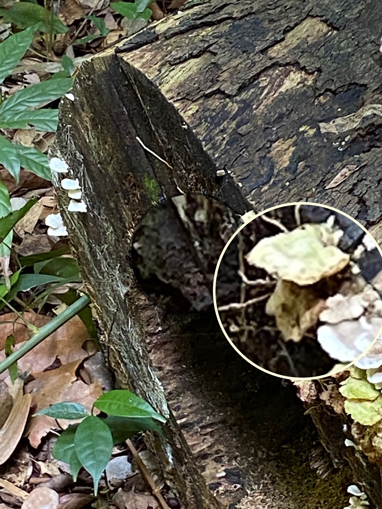 Little nest polypore