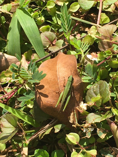 Javanese grasshopper