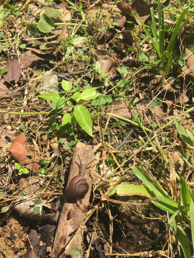 Humphrey's land snail