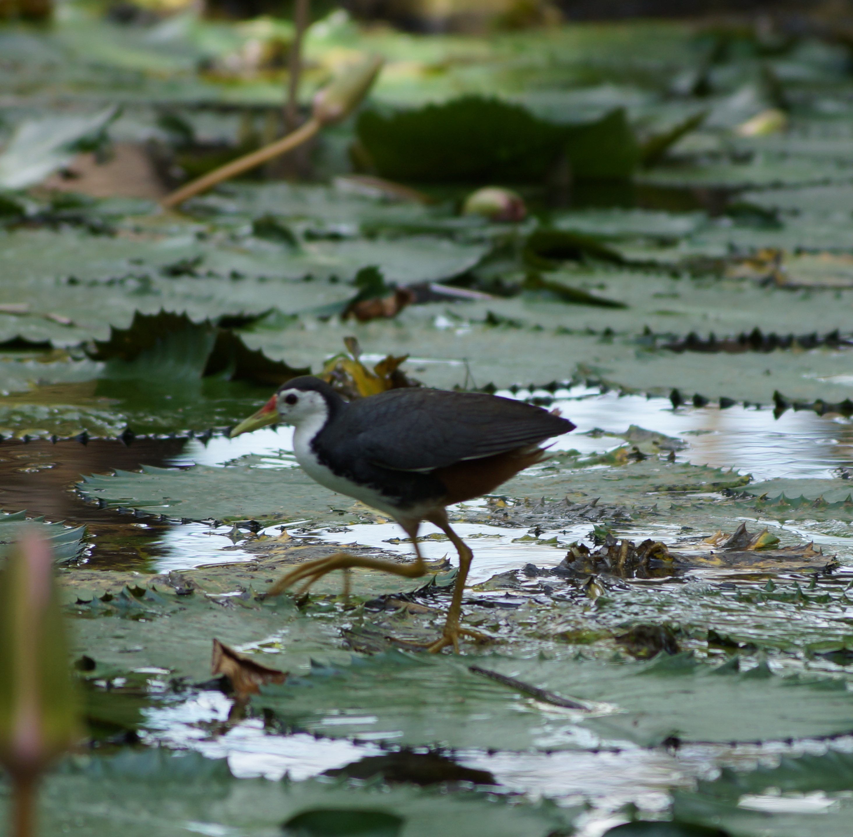 White-breasted waterhen