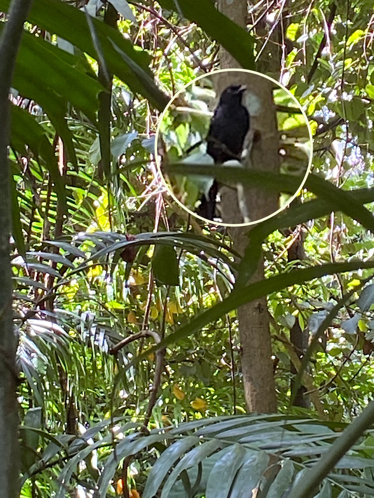Greater racket-tailed drongo