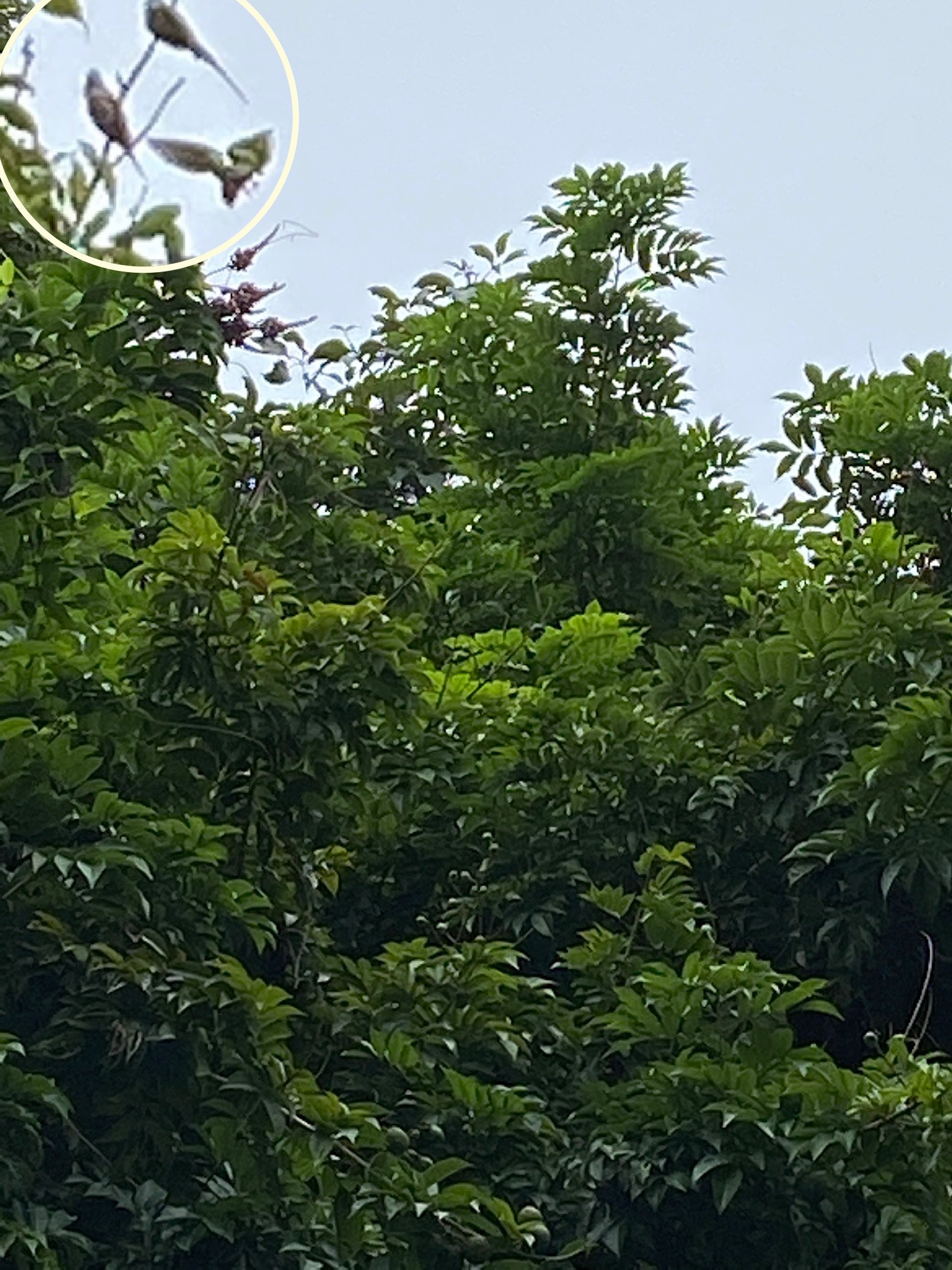 Rose-ringed parakeet